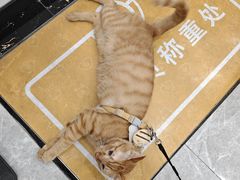 -艾贝尔宠物医院·宠保定点·超声绝育·免疫点(樱花路店)