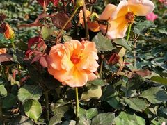 -人民公园(罗湖区)