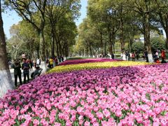 -上海鲜花港