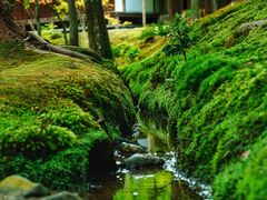 -西芳寺(苔寺)
