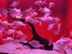 -乌鲁木齐海洋馆