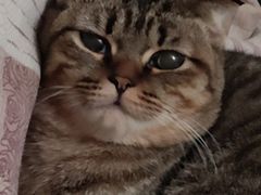 -宠颐生猫科·内科皮肤科(西平世纪城店)