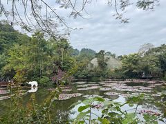 -野象谷景区