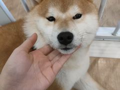 -南京Hallo宠物乐园·哈罗犬舍·柴犬繁育基地