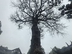 -豫园