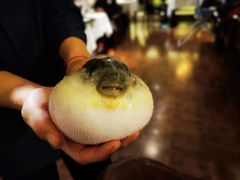 -肆月河豚·新淮扬(金融街店)