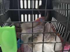 -纳吉亚猫专科动物诊疗中心(蒋宅口分院)