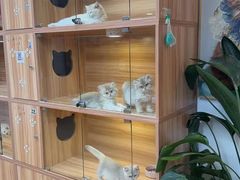 -猫十亿·布偶金渐层·曼基康矮脚猫舍(青年路店)
