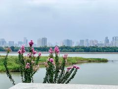 -洋湖国家湿地公园