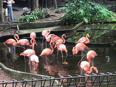 -清迈夜间动物园