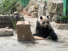 -灵玲国际马戏城