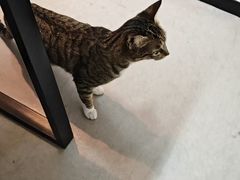 -御宝贝·A梦猫科宠物医院(国际猫友好医院)