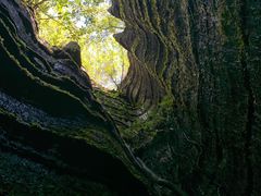 -梭布垭石林景区