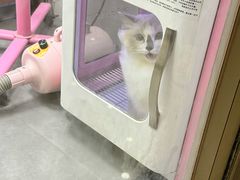 -瑞鹏宠物医院·骨科·猫科·内科(第一中心)