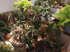 -The Green Party(嘉里中心店)