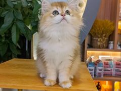 -山宅一喵德文卷毛猫舍