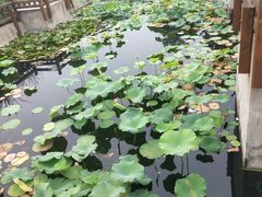 -郑东新区湿地公园