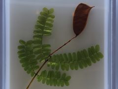 -广东中医药博物馆