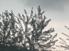-海河游船-永乐码头(大悲院)