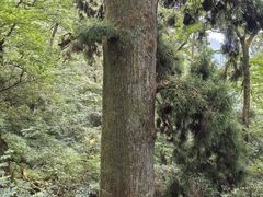 -天目山大树王景区