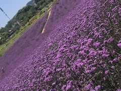 -紫颐香薰山谷景区