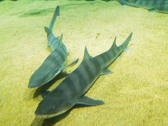 -青岛海底世界-水族馆