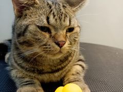 -瑞鹏宠物医院·夜间急症·心超·猫科(祖庙分店)