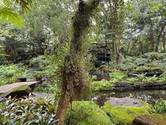 -绿光森林餐厅