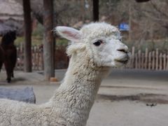 -上海野生动物园
