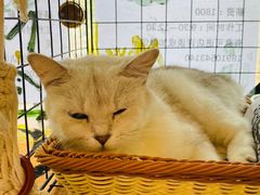 -平行世界·猫咖(首经贸店)