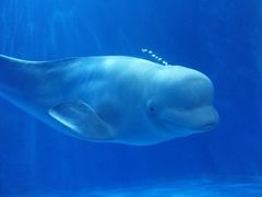 -多彩贵州城极地海洋世界