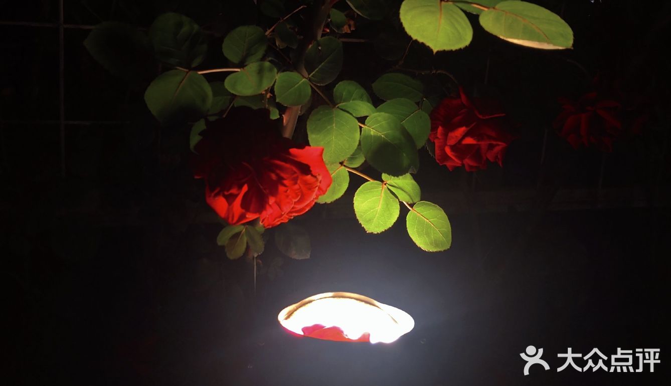 汉中市区！内走路就能到的赏花地