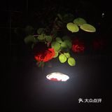 汉中市区！内走路就能到的赏花地