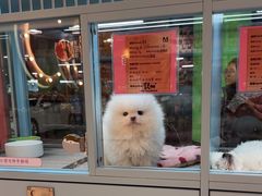 -FAELING PETS美天灵宠物(合生汇店)