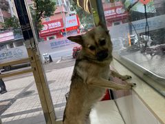 -芭比堂动物医院广州顽皮分院