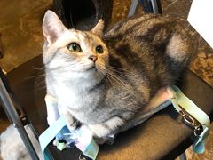 -猫猫幼稚园·撸猫·桌游·电玩