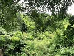 -西双版纳原始森林公园