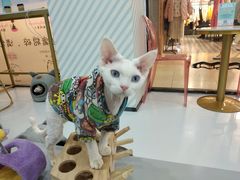 -糯米喵星人·撸猫猫舍咖啡馆(西市场嘉华店)