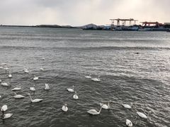 -烟墩角天鹅湖