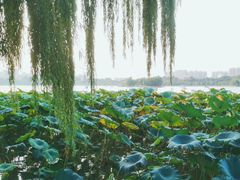 -济南大明湖景区