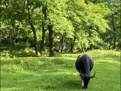 -嵖岈山风景区