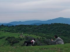 -大姆山草场