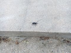 -招虎山国家森林公园-售票处