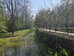 -合肥滨湖国家森林公园