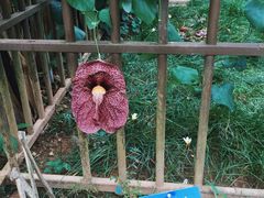 -中国科学院西双版纳热带植物园
