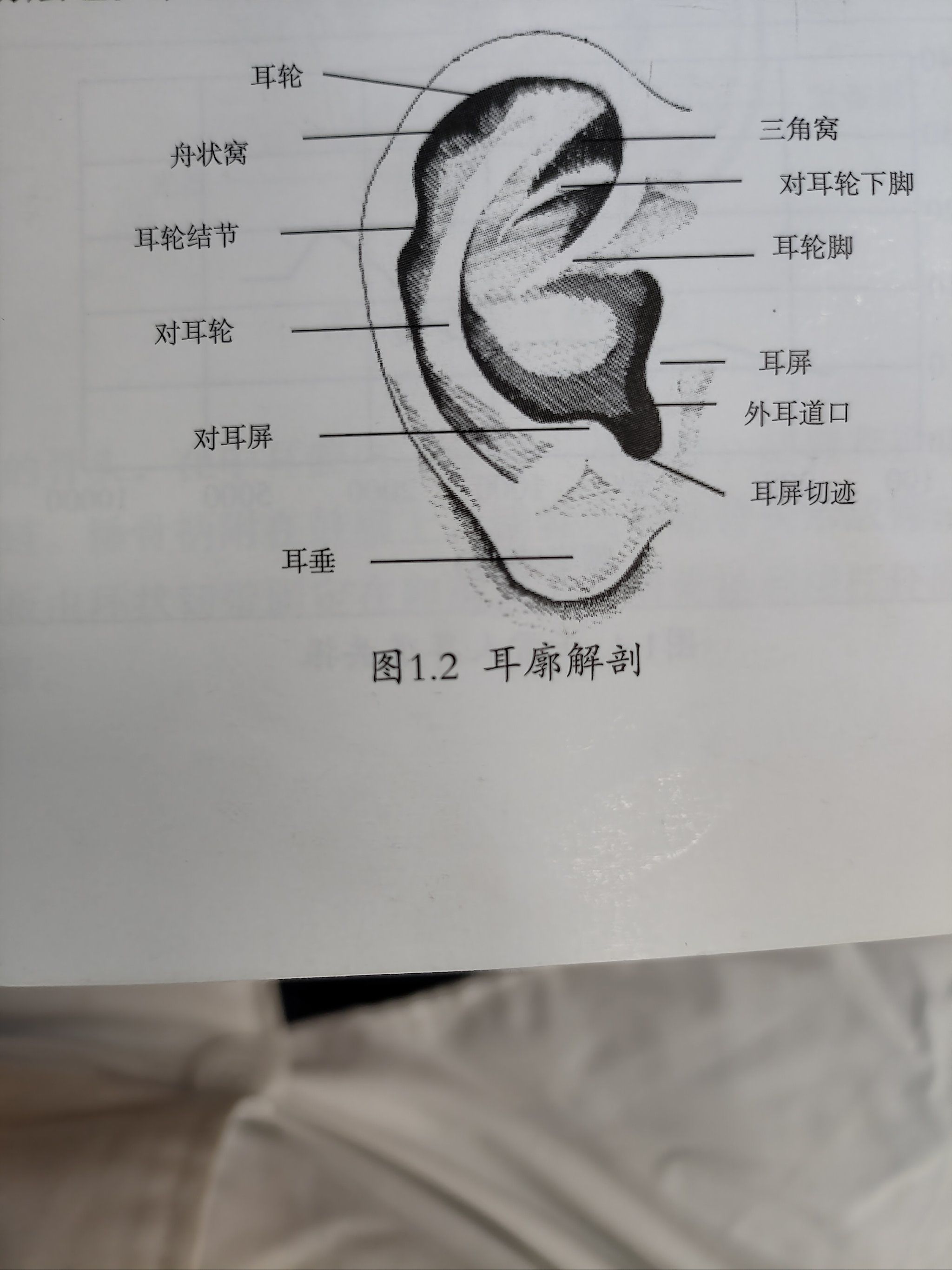 耳廓有什么功能?