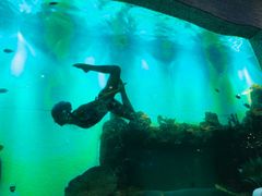 -瑞德姆美人鱼海底演艺主题餐厅(亚龙湾店)