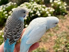 -青石桥花鸟鱼虫市场(叠翠城店)