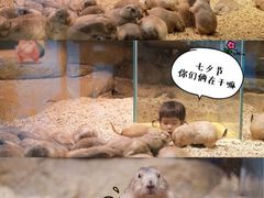 -Mr·Kuma酷么先生雪之乐园