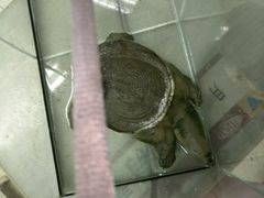 -北京观赏动物医院·24小时大型综合·猫专科·异宠专科